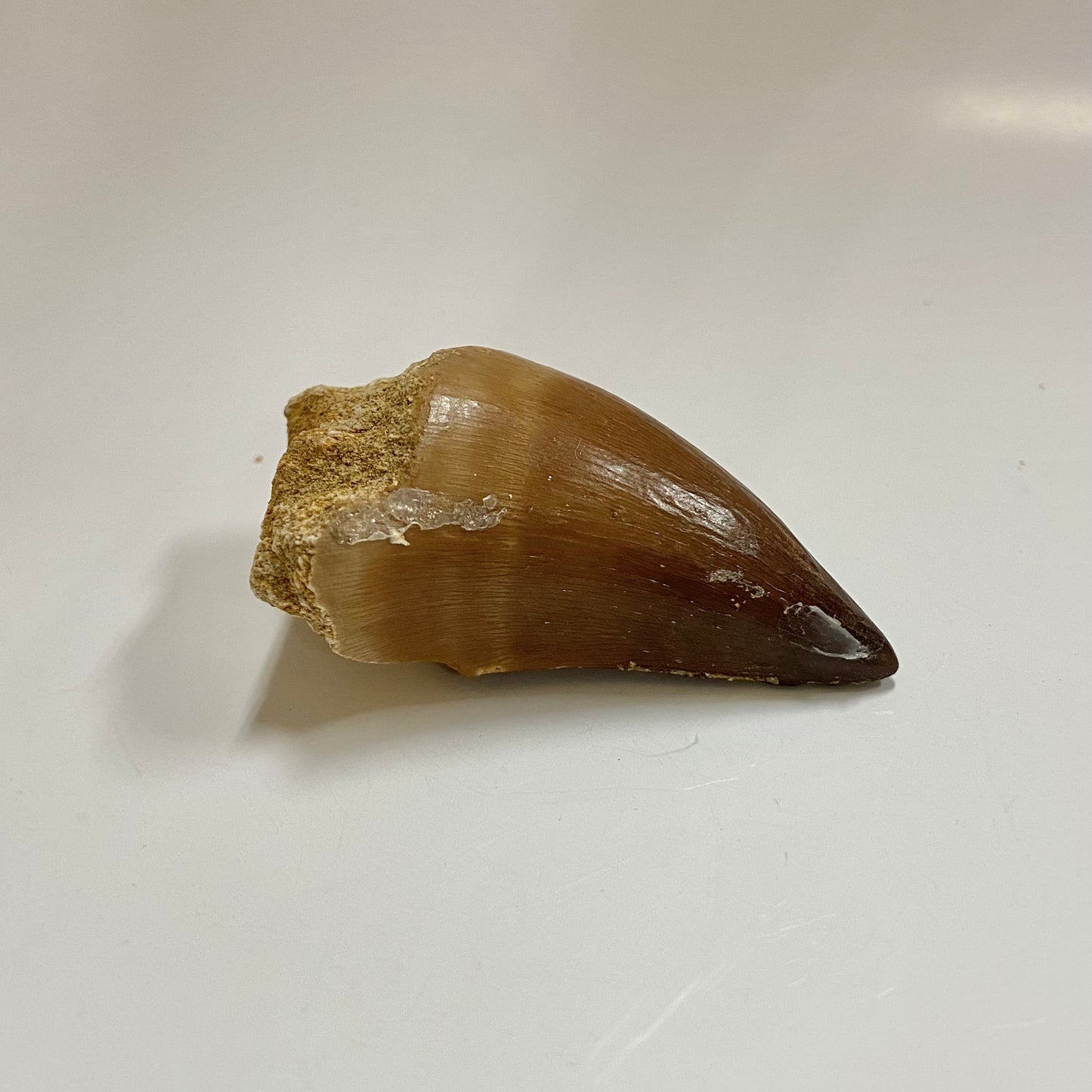 Mosasaur Tooth