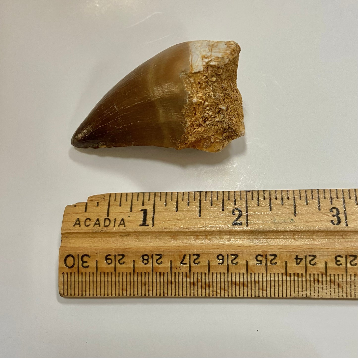 Mosasaur Tooth
