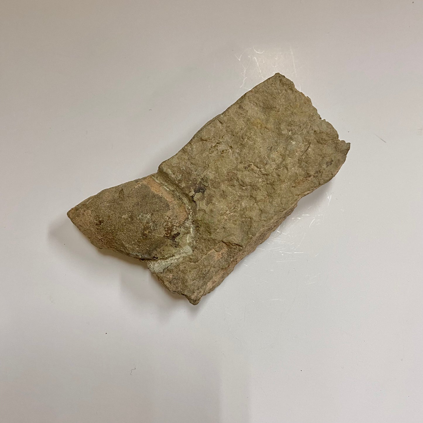 Jawless Fish (Cyathaspidida)