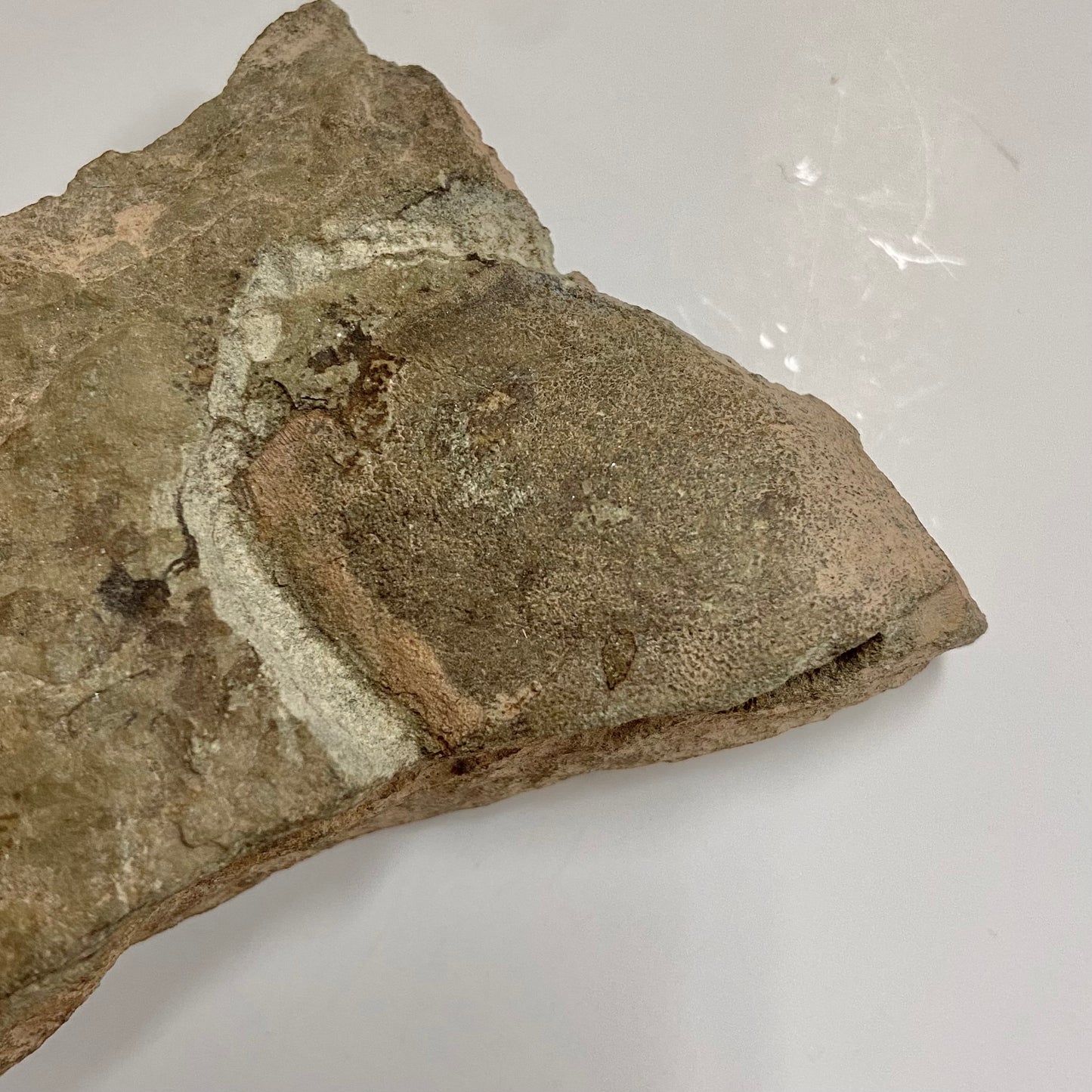 Jawless Fish (Cyathaspidida)