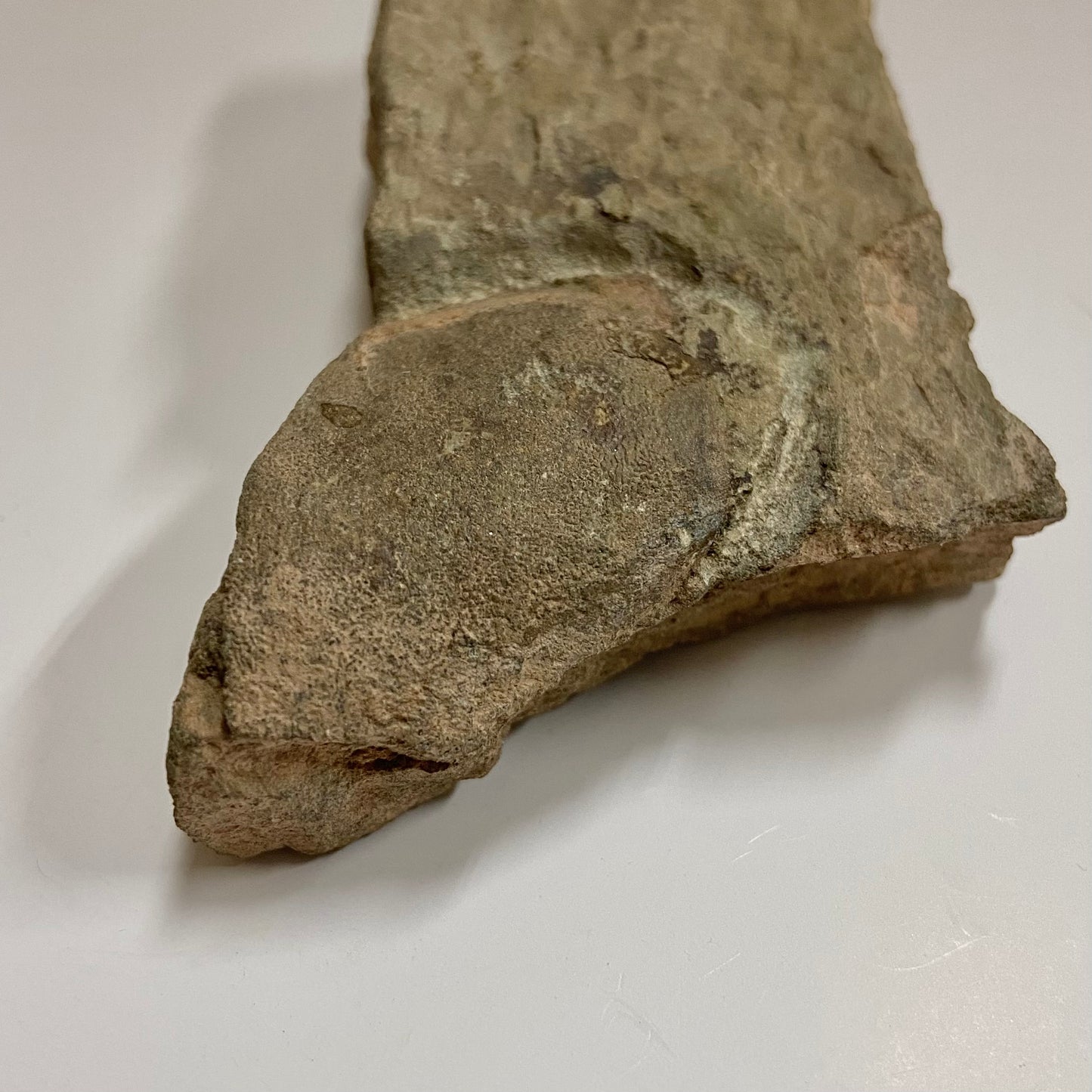 Jawless Fish (Cyathaspidida)