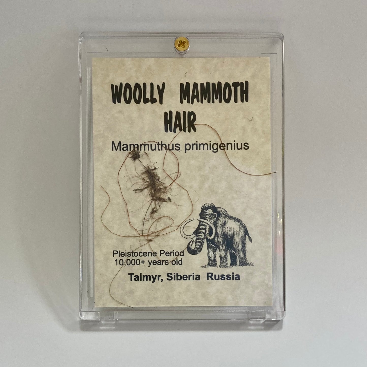 Mammoth Hair