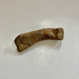 Thescelosaurus Metatarsal Toe Bone