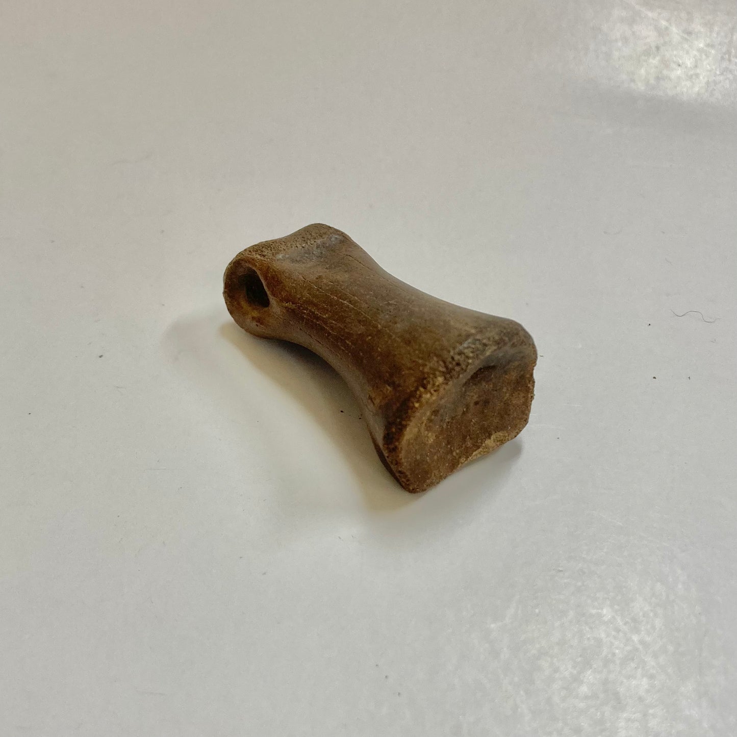 Struthiomimus Finger Bone