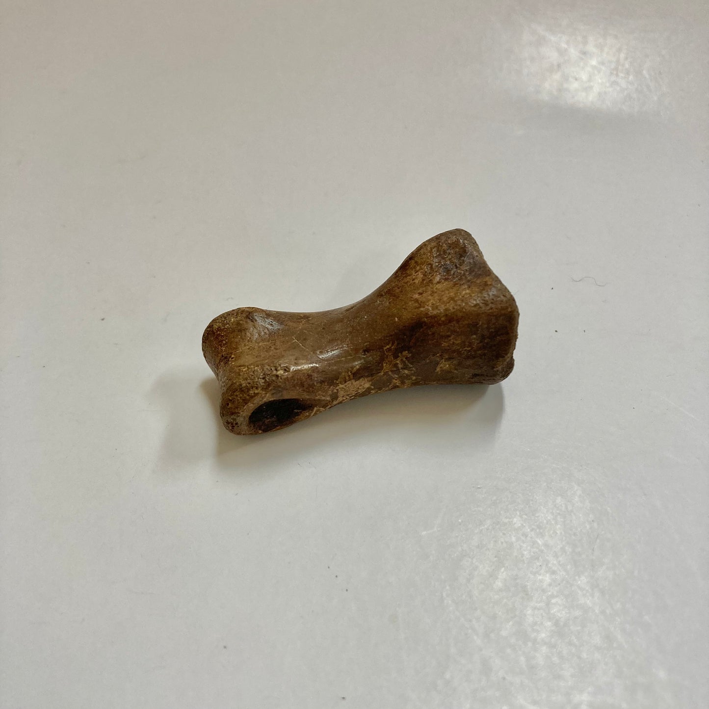 Struthiomimus Finger Bone