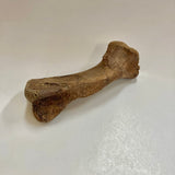 Thescelosaurus Metatarsal Toe Bone