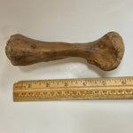 Thescelosaurus Metatarsal Toe Bone