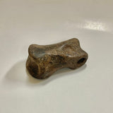 Ornithomimidae indet. Finger Bone