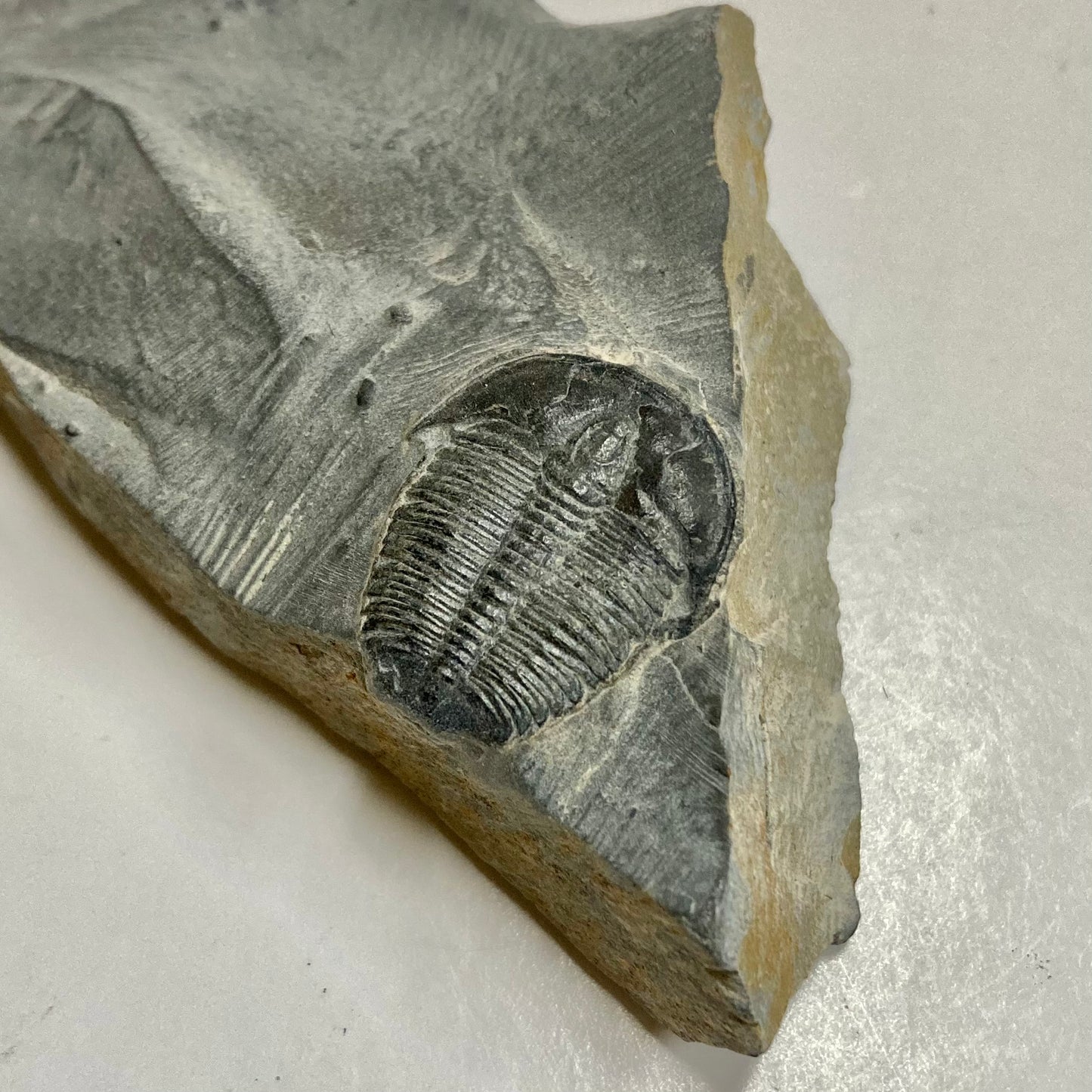 Elrathia kingii Trilobite