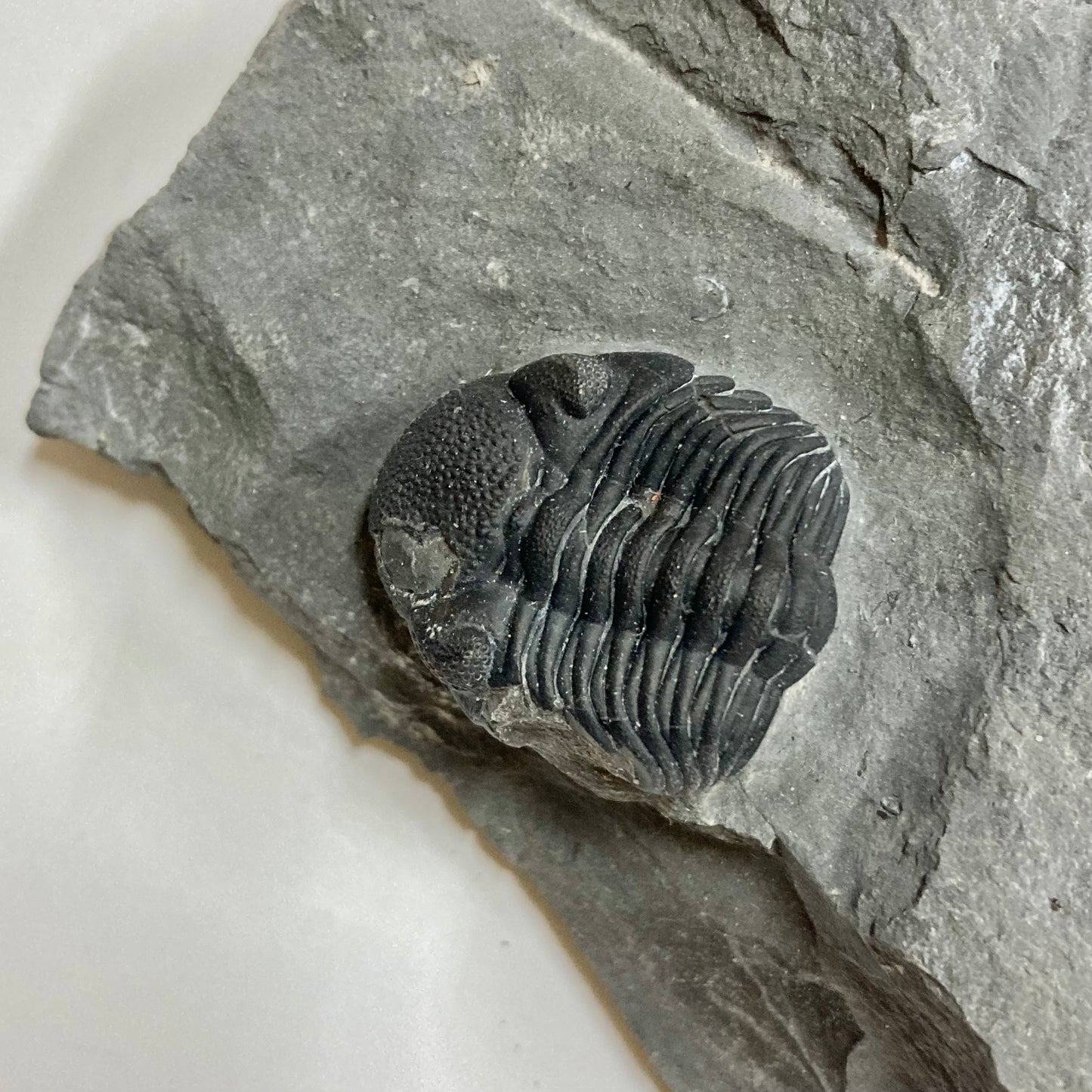 Eldredgeops [Phacops] Rana Trilobite