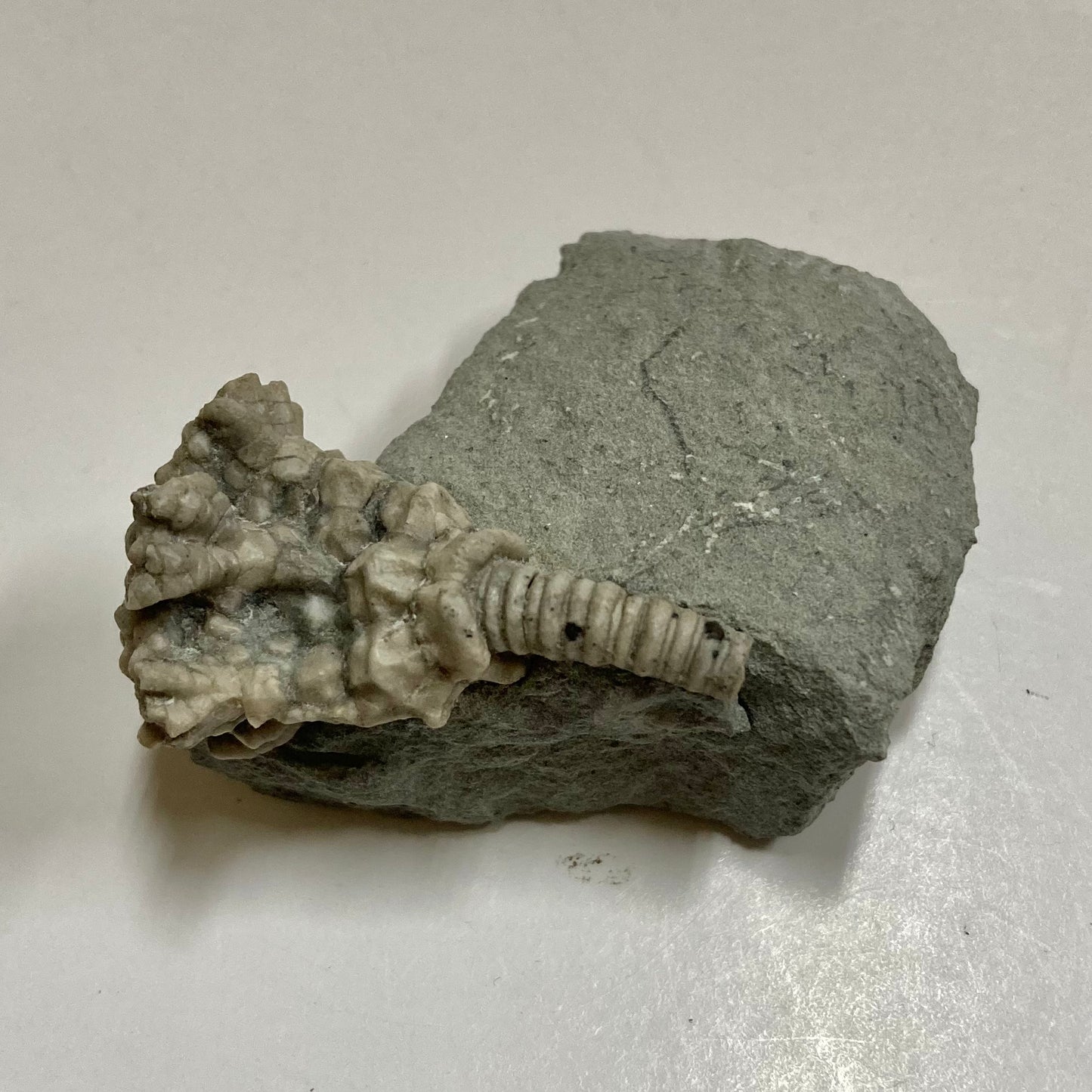 Crinoid - Actinocrinites gibsoni