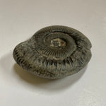 Ammonite - Dactylioceras sp.