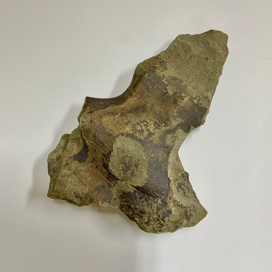 Hydnoceras bathense Glass Sponge