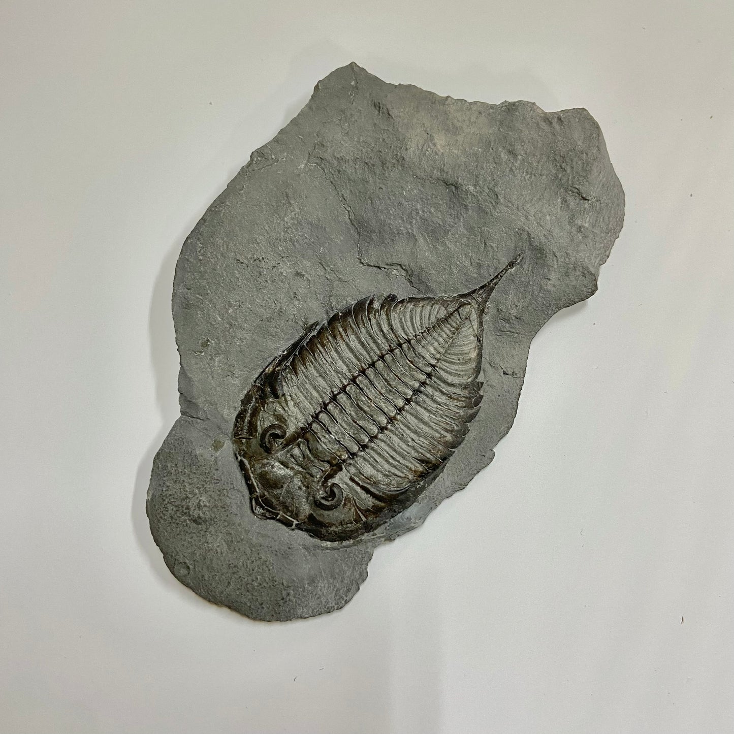 Dalmanites limulurus Trilobite