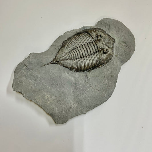 Dalmanites limulurus Trilobite