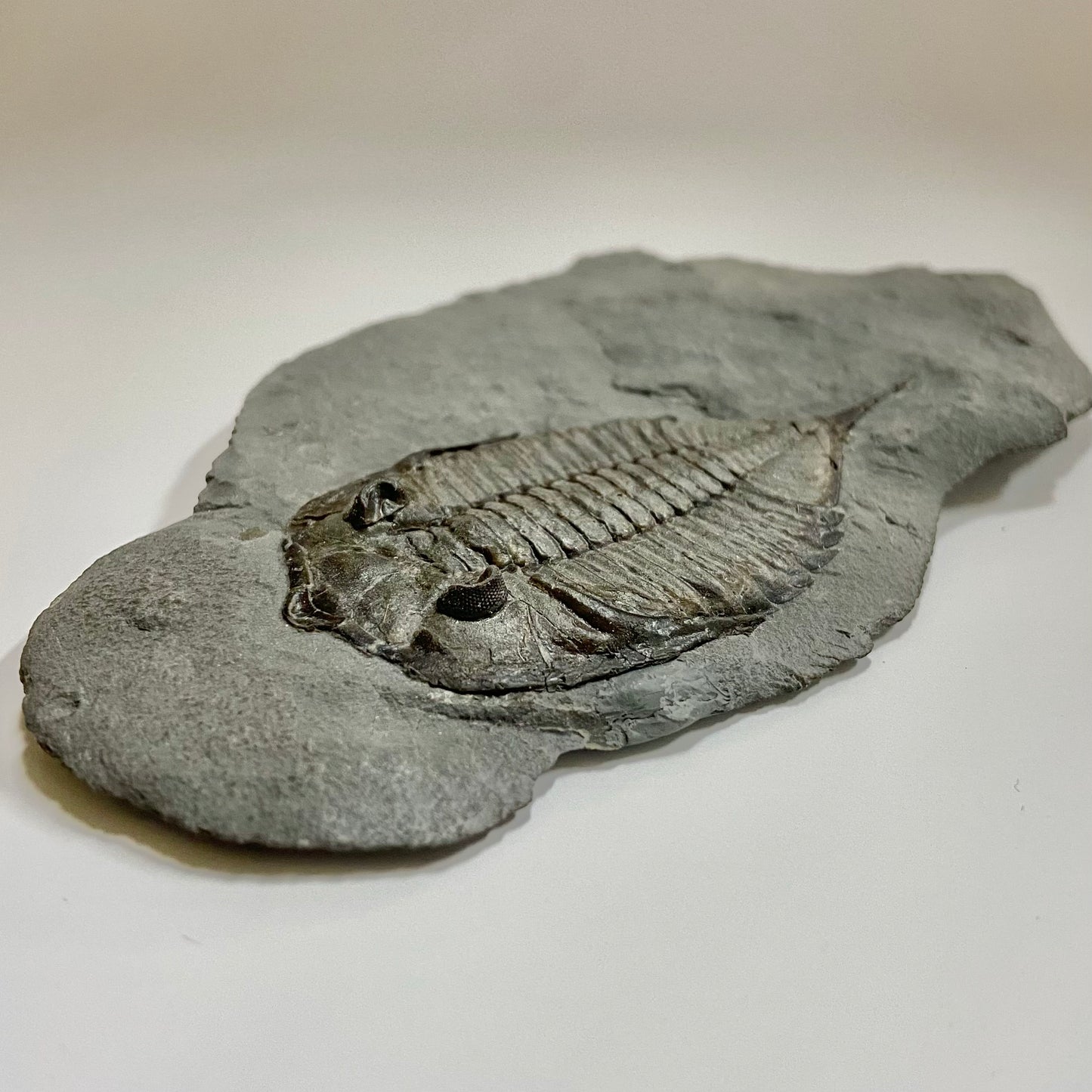 Dalmanites limulurus Trilobite