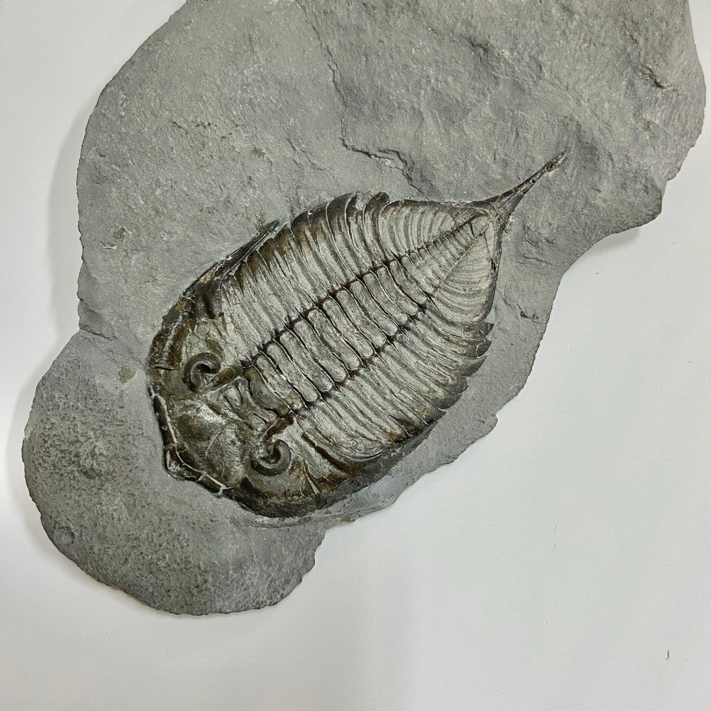 Dalmanites limulurus Trilobite