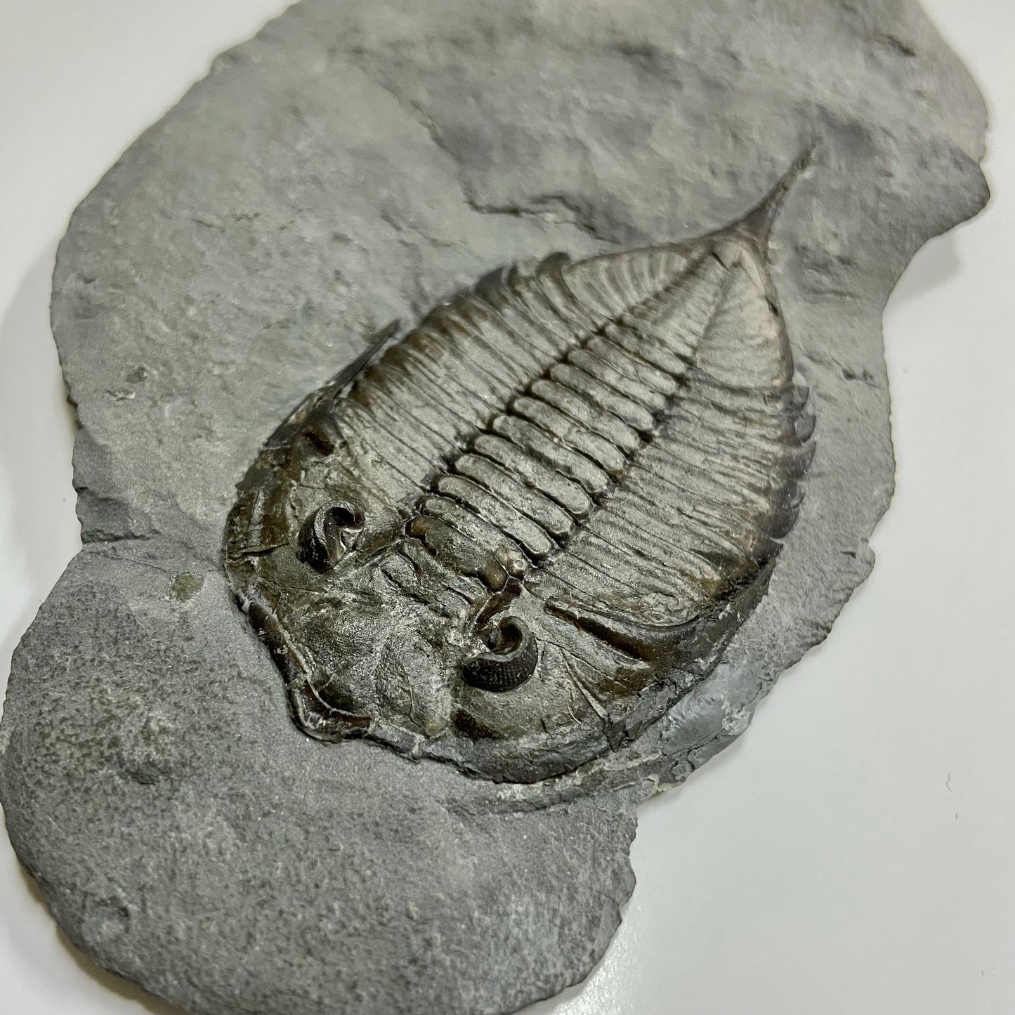 Dalmanites limulurus Trilobite