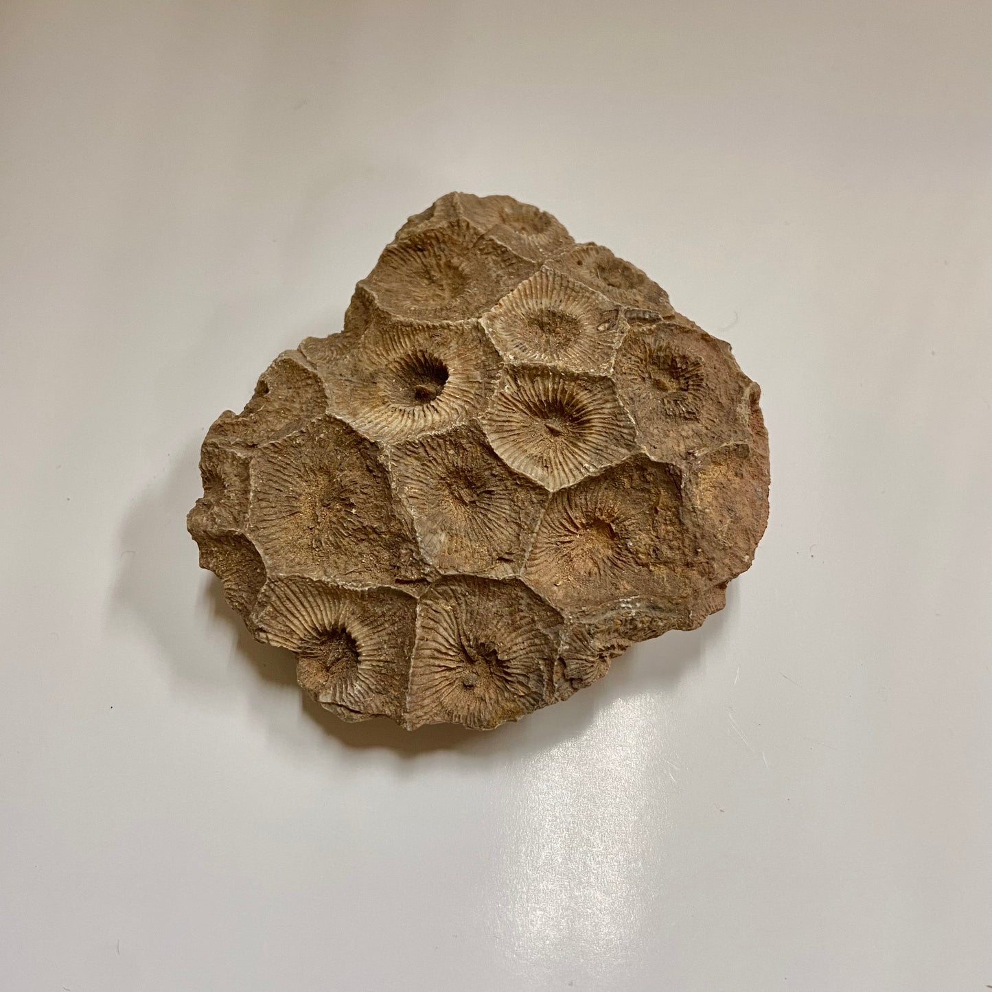 Colonial Rugose Coral Head