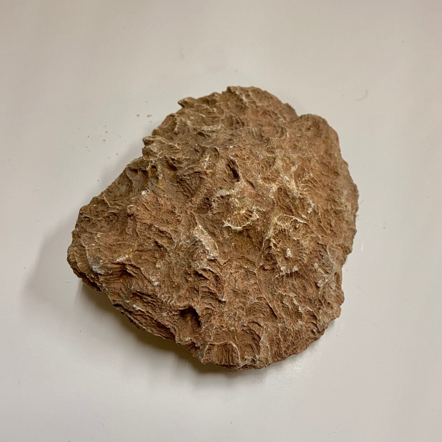 Colonial Rugose Coral Head