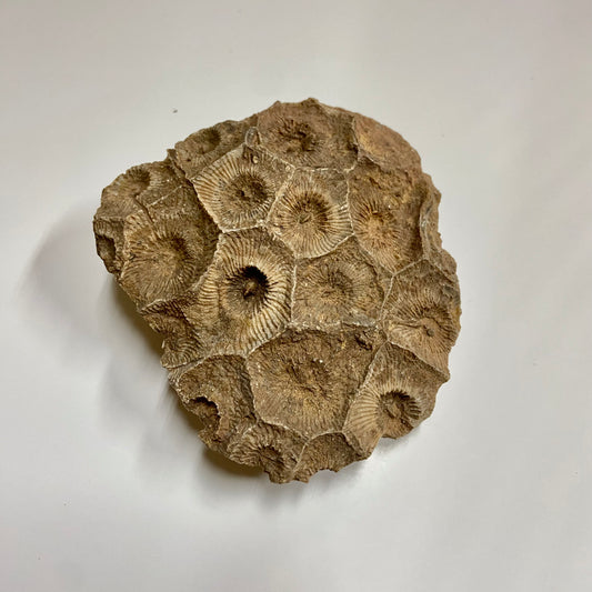 Colonial Rugose Coral Head