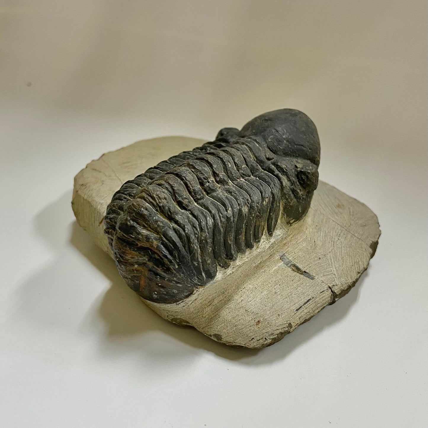 Reedops Trilobite