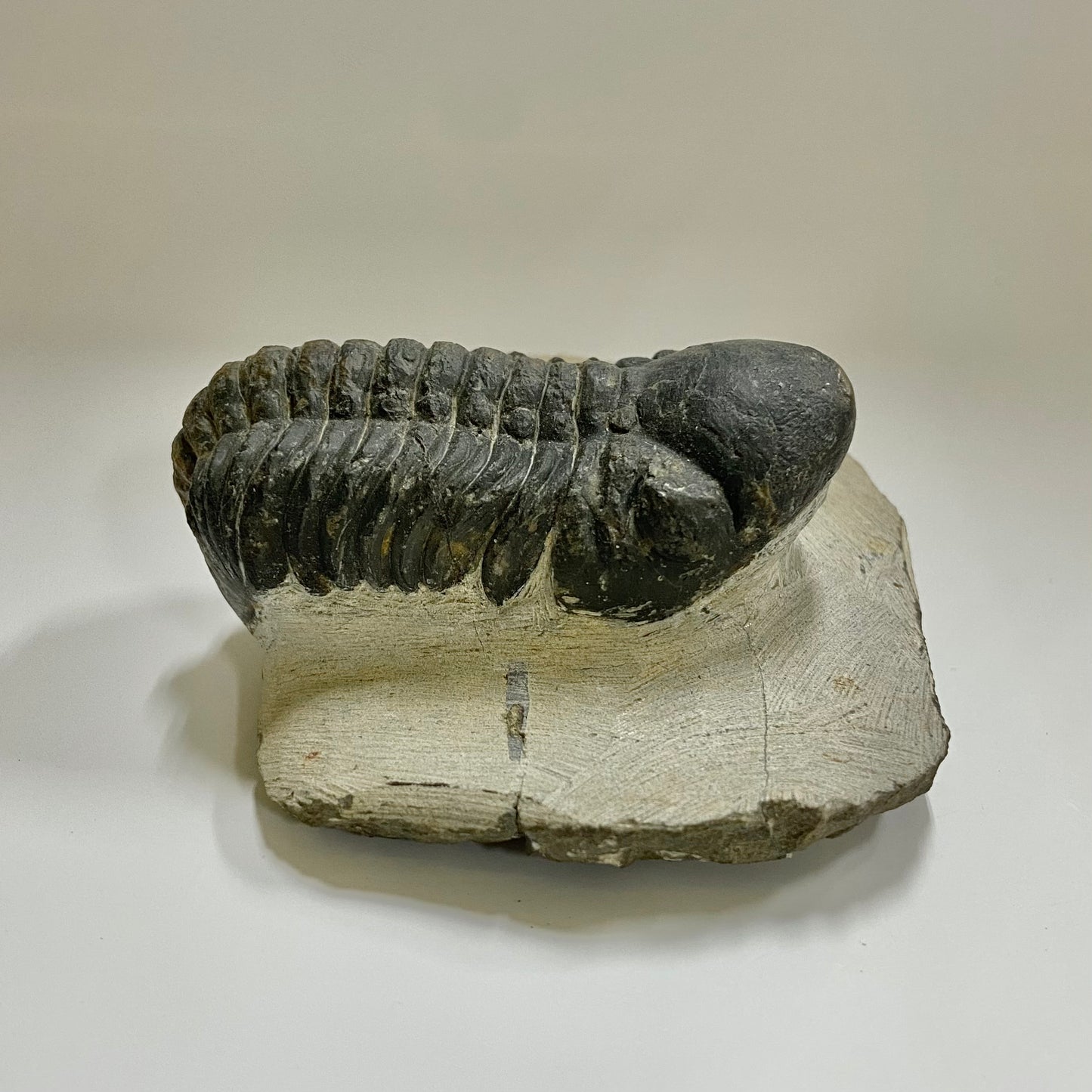 Reedops Trilobite