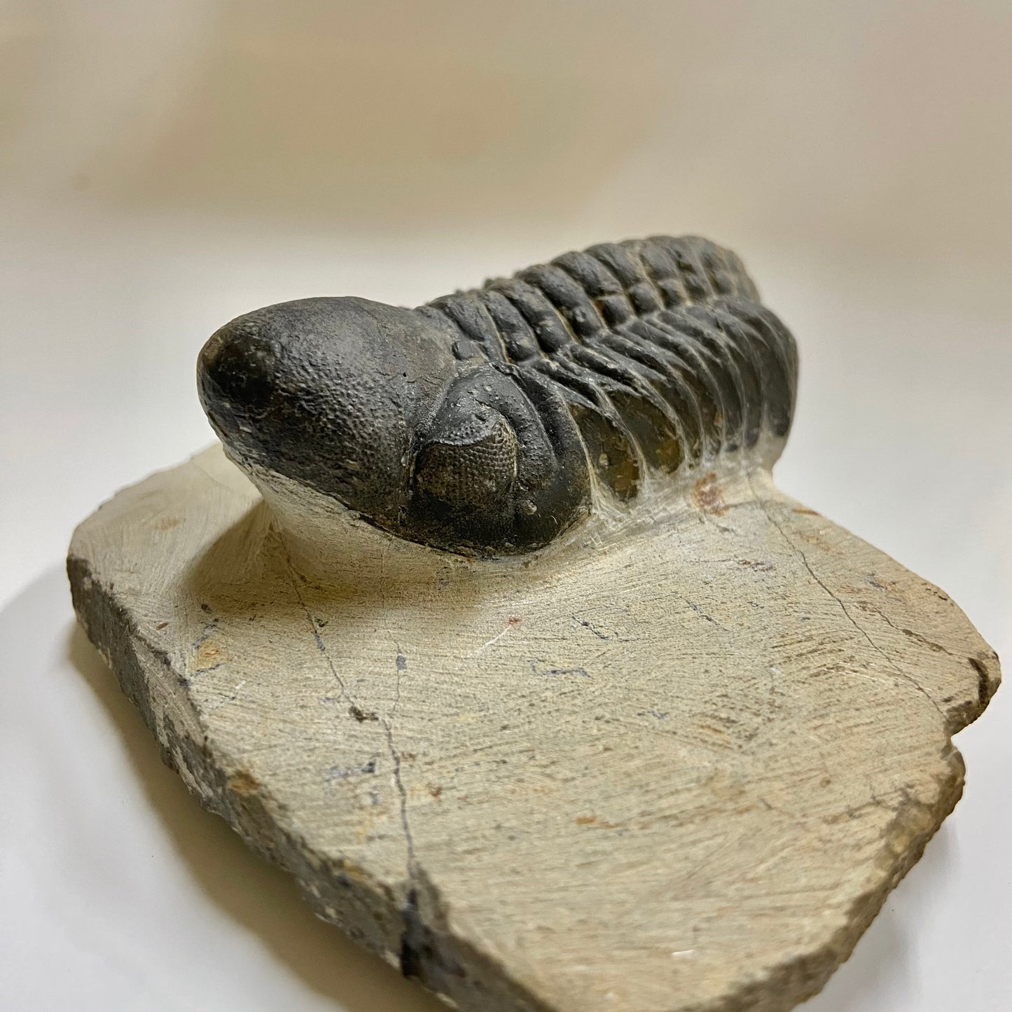Reedops Trilobite