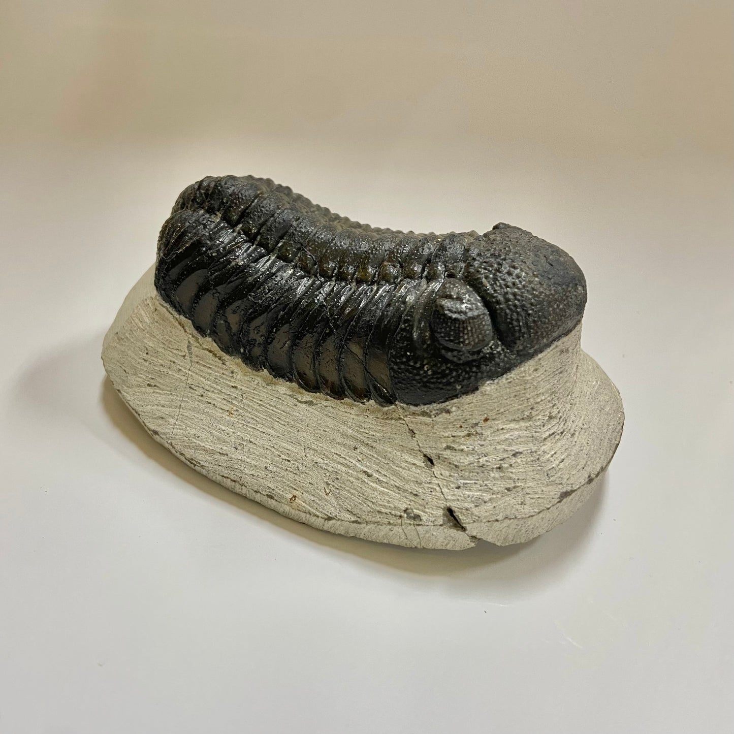 Phacops Trilobite
