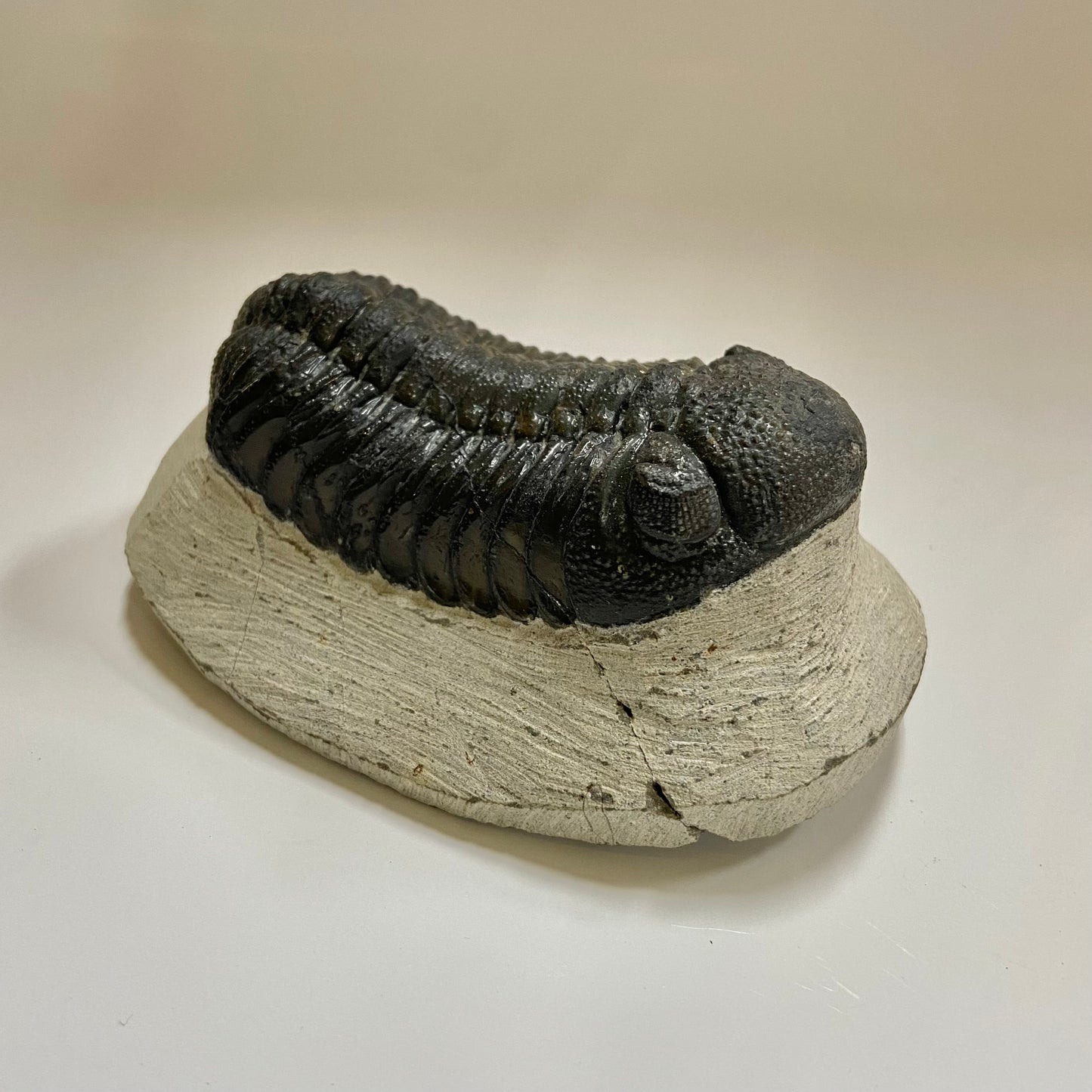Phacops Trilobite