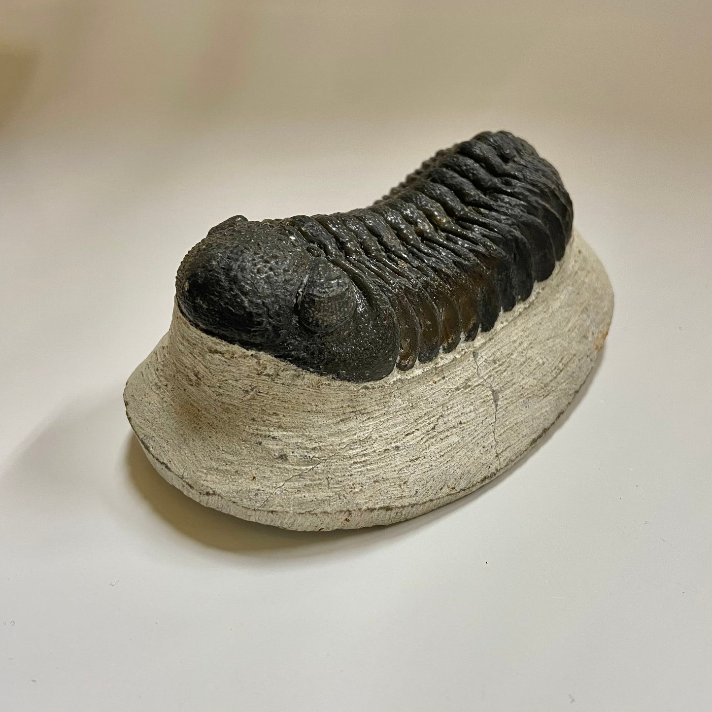 Phacops Trilobite