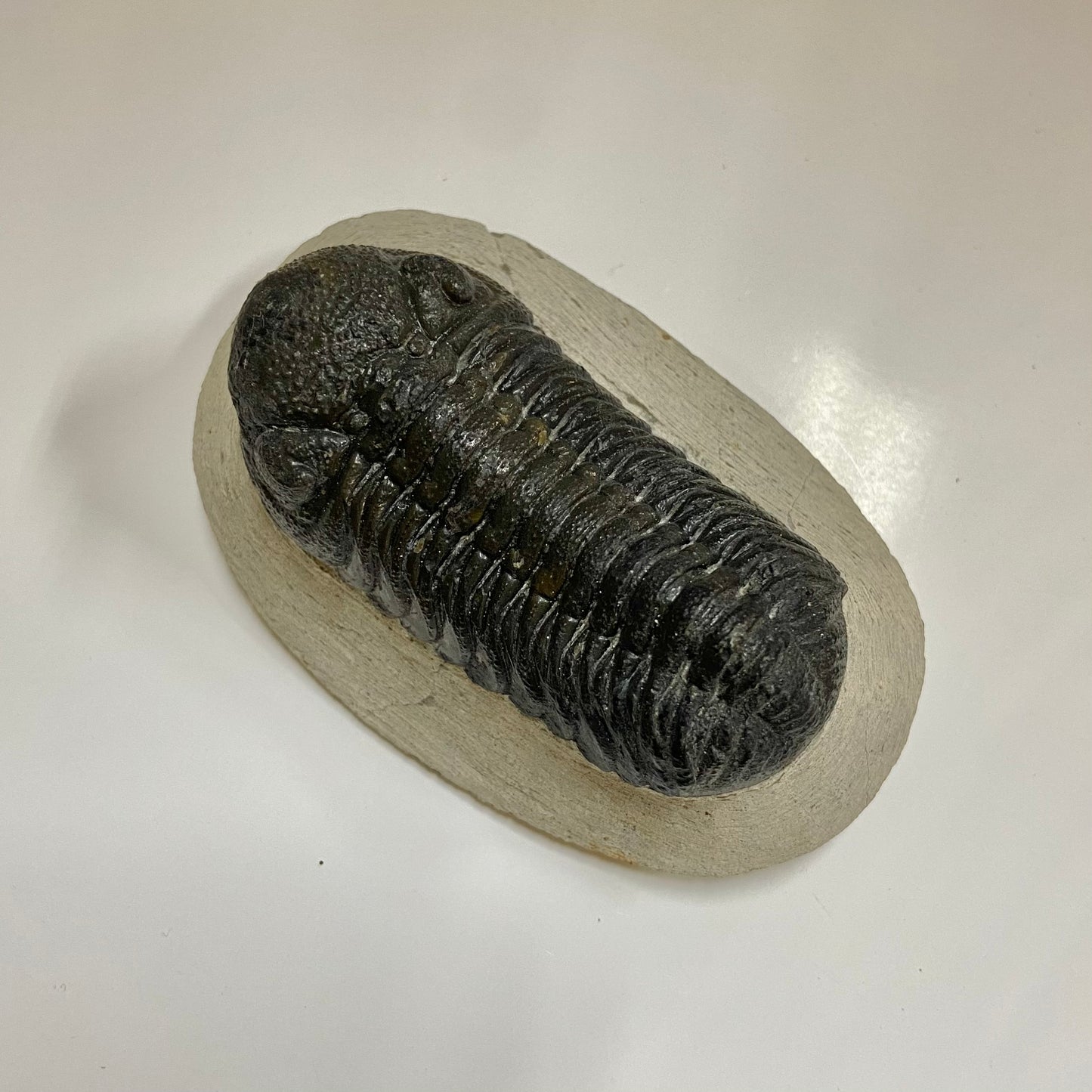 Phacops Trilobite