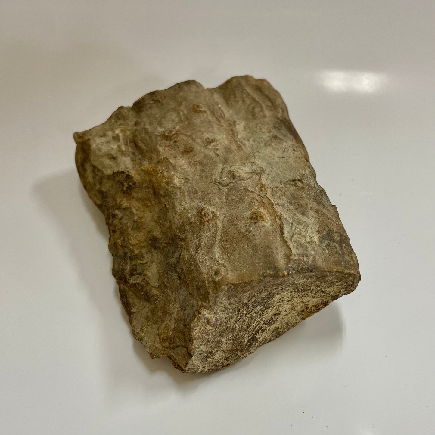 Stigmaria (Tree Root)