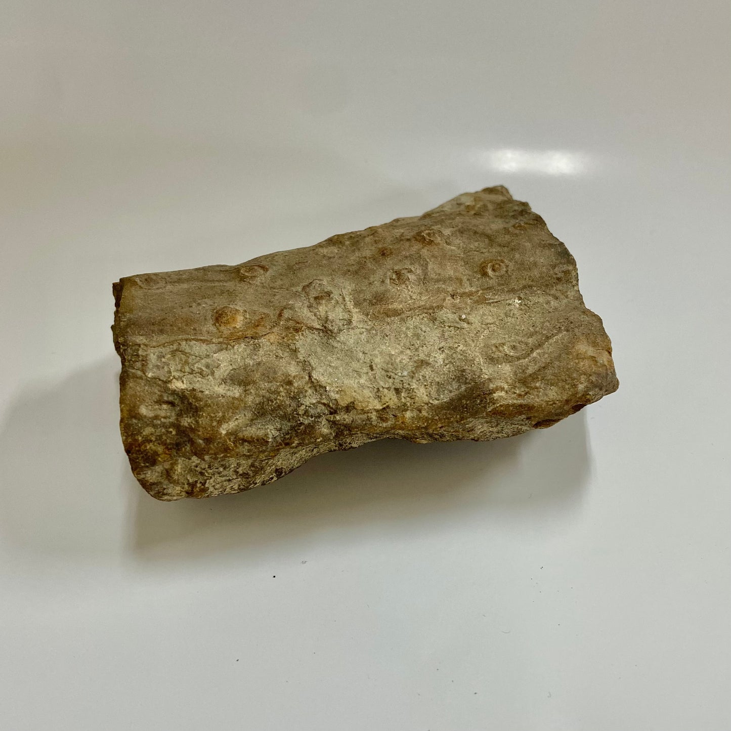 Stigmaria (Tree Root)