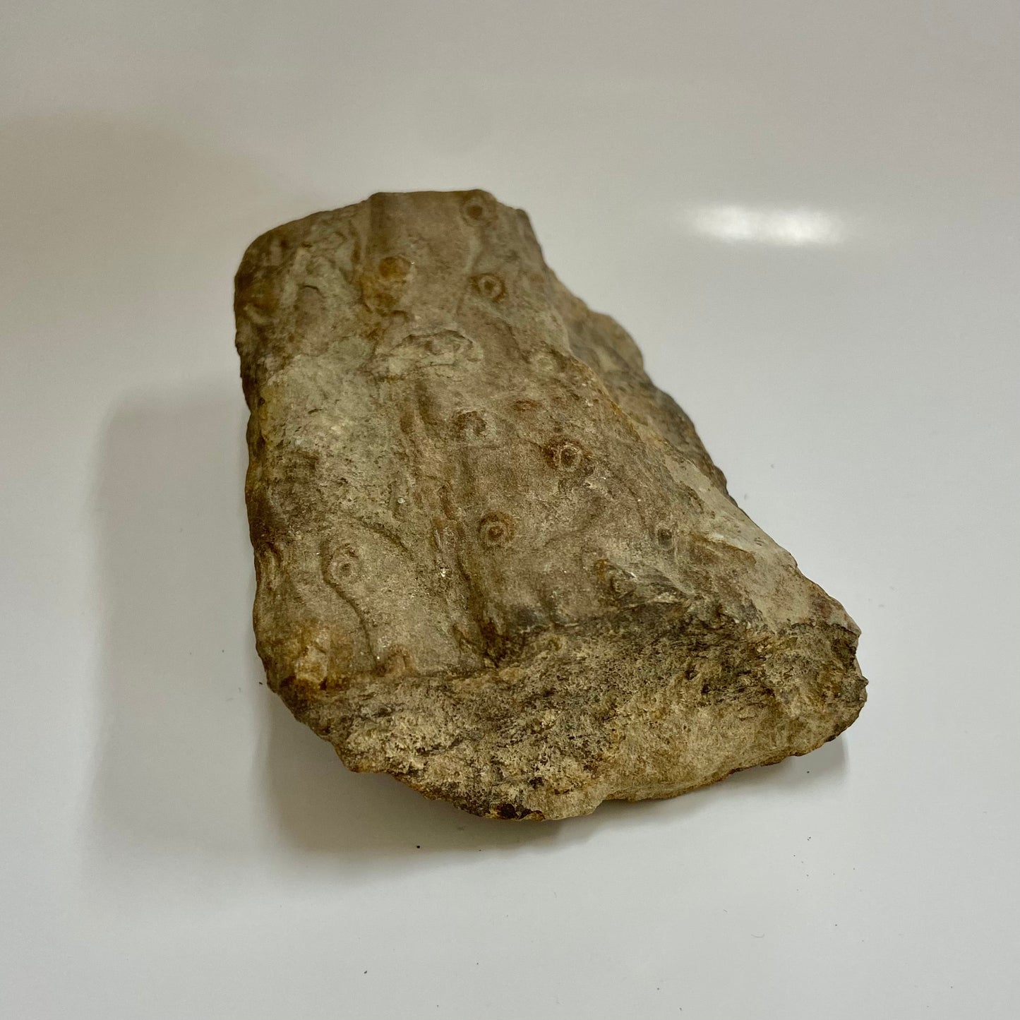 Stigmaria (Tree Root)