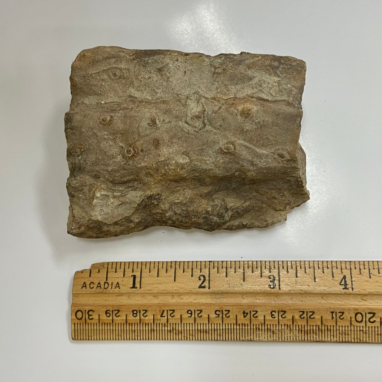 Stigmaria (Tree Root)