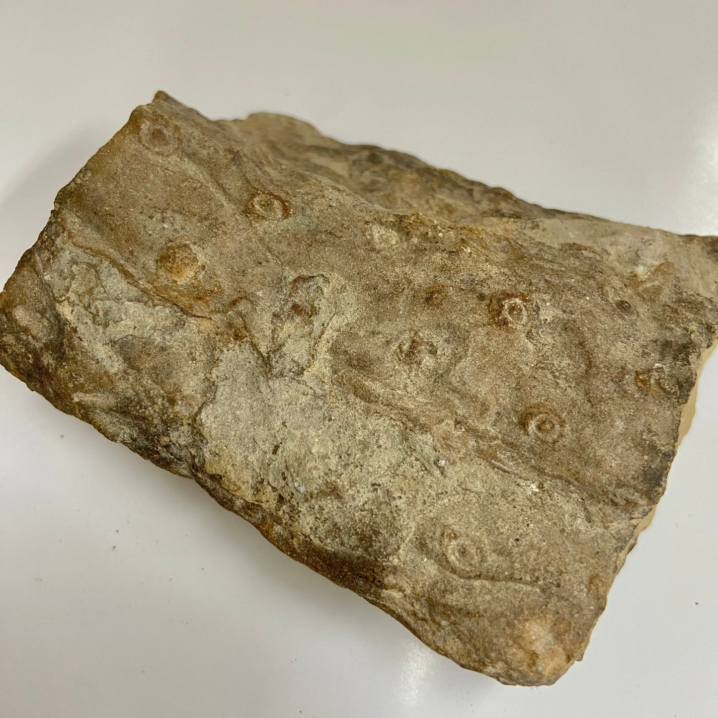 Stigmaria (Tree Root)