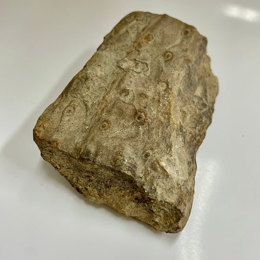 Stigmaria (Tree Root)