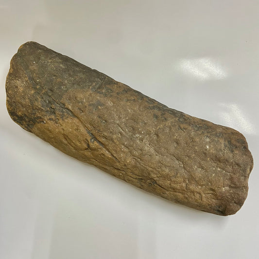 Lepidodendron Stem