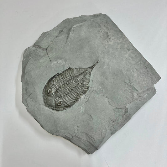 Dalmanites limulurus Trilobite