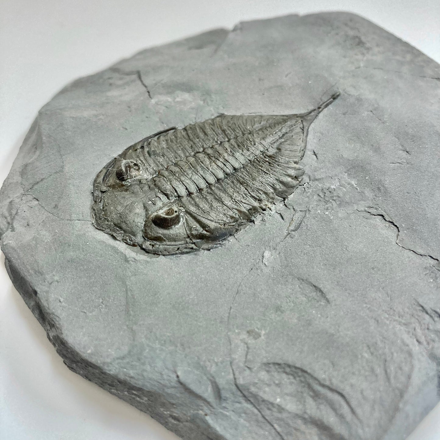 Dalmanites limulurus Trilobite