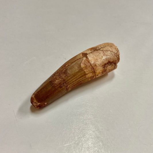 Spinosaurus Tooth