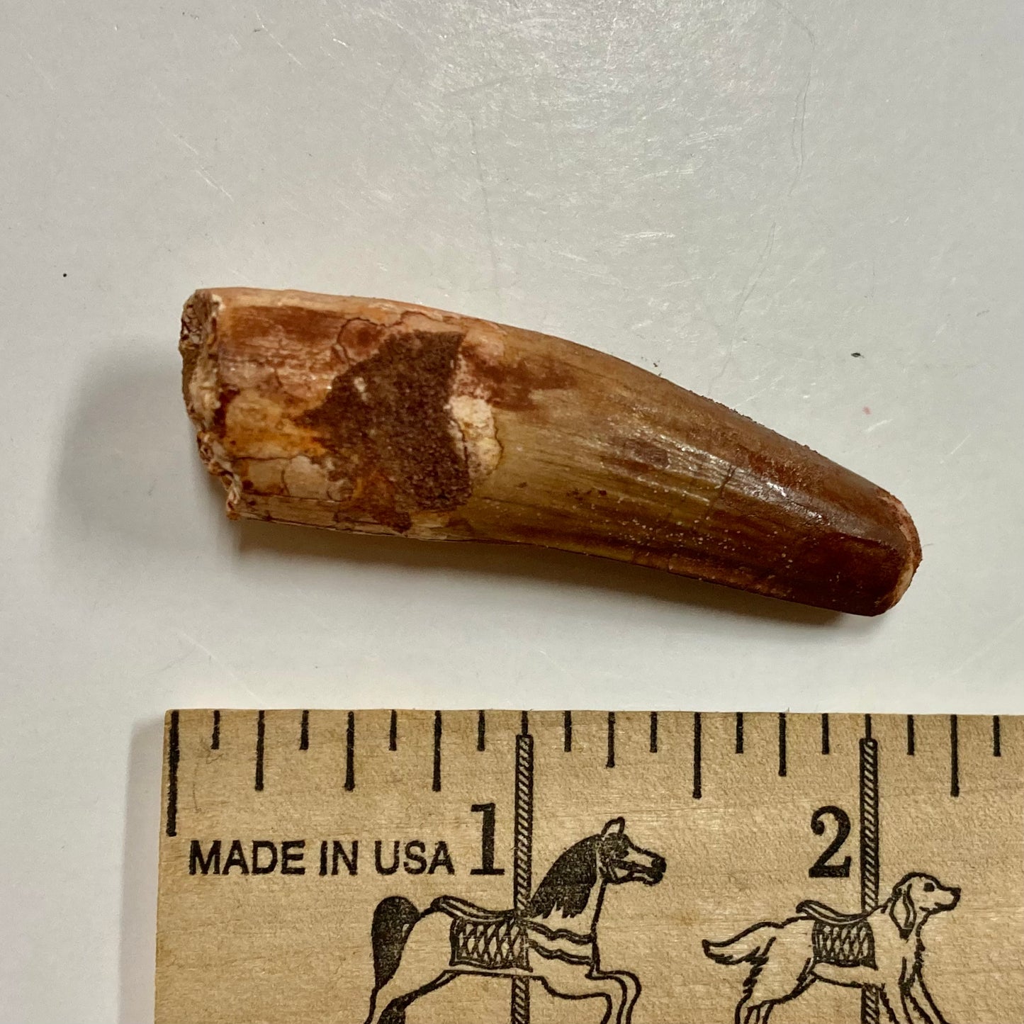 Spinosaurus Tooth