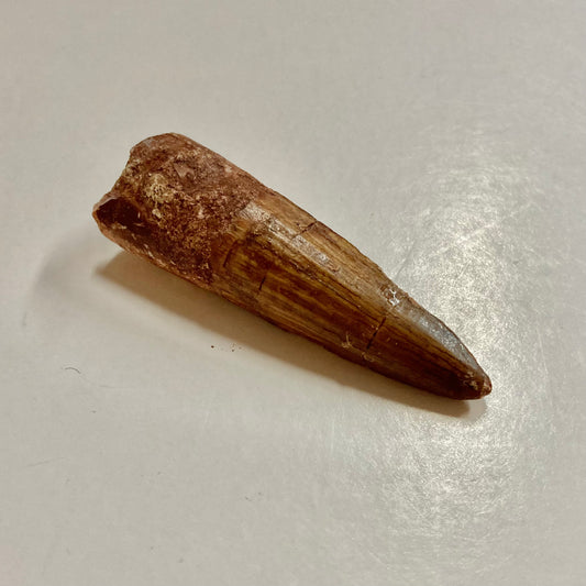 Spinosaurus Tooth