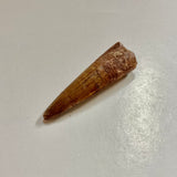 Spinosaurus Tooth