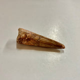 Spinosaurus Tooth