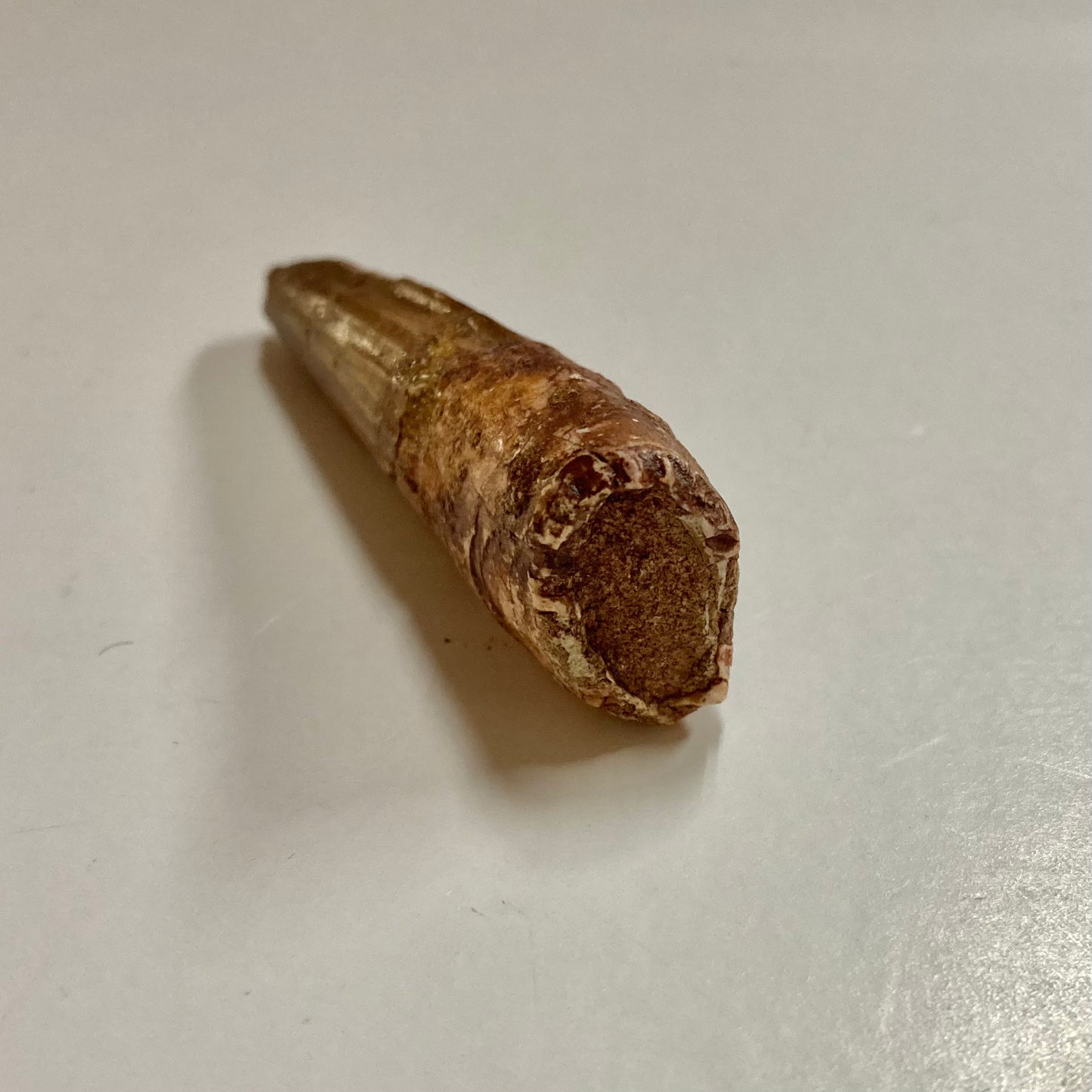 Spinosaurus Tooth