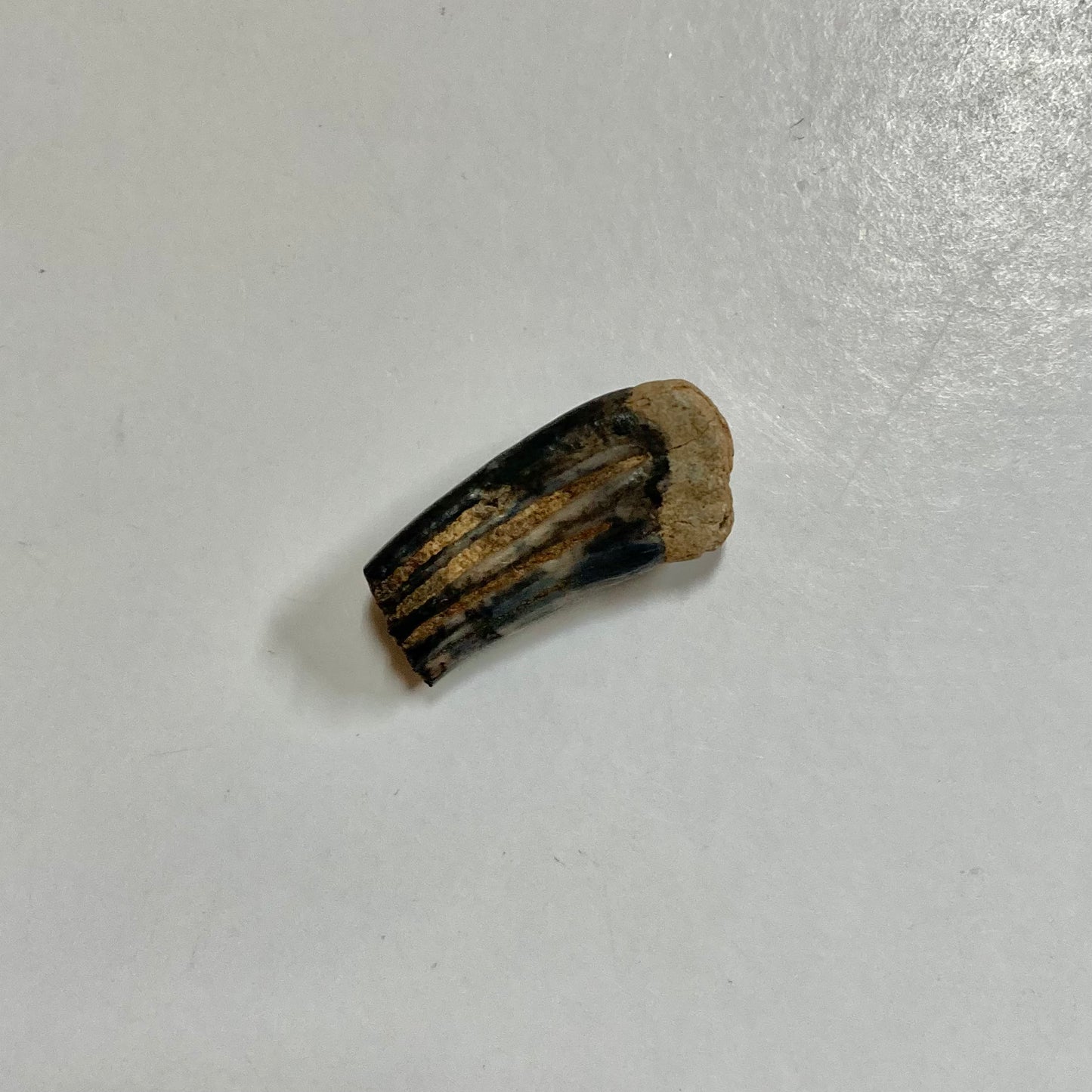 Beaver Molar