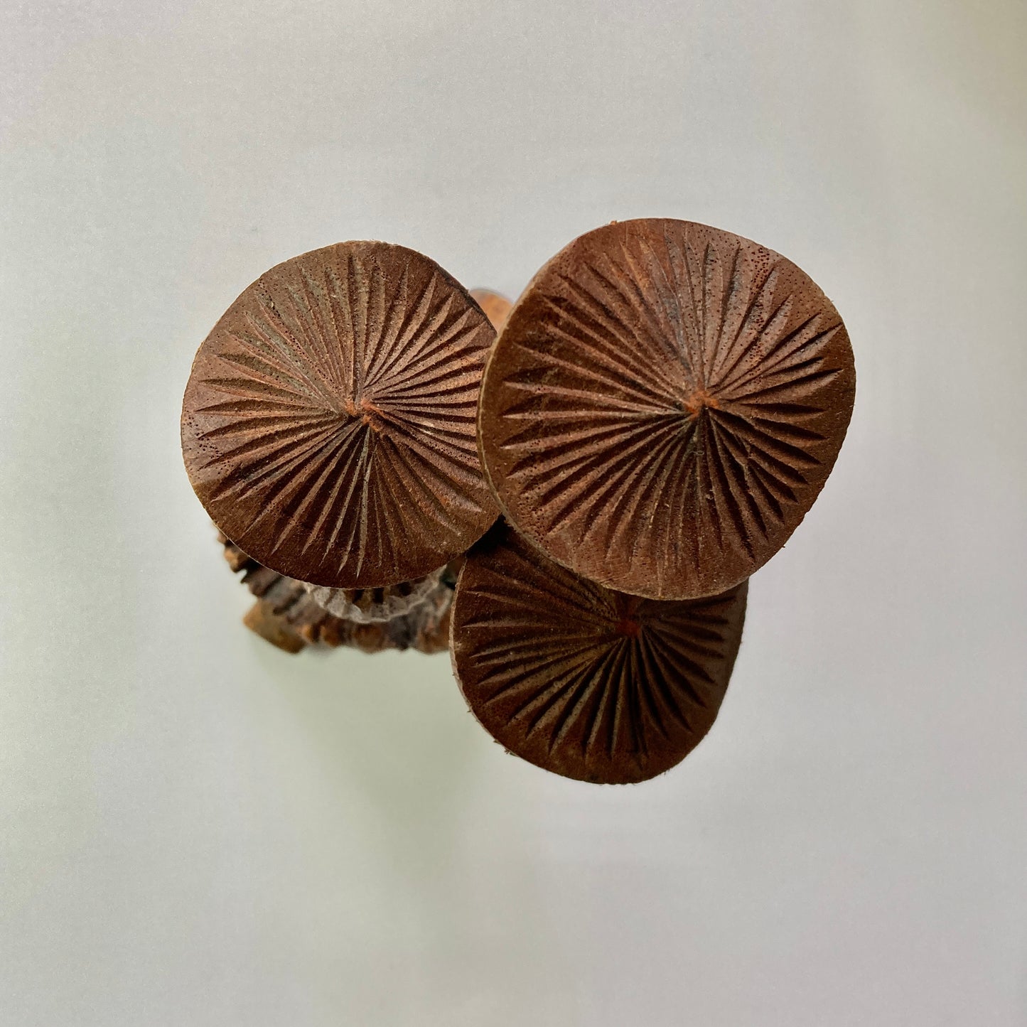 Hand-carved Jempinis Wood Mushroom