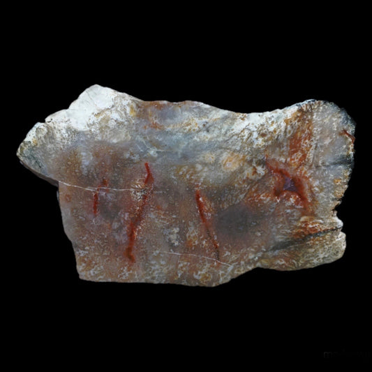 Dinosaur Coprolite